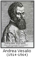 Andrea Vesalio