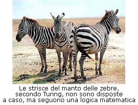 Zebre