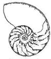 guscio di un Nautilus Pompilius