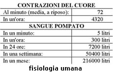 ritmi respiratori e cardiocircolatori