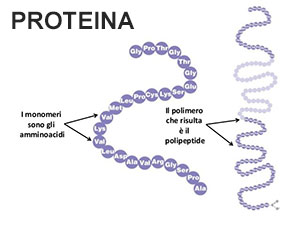 Proteina