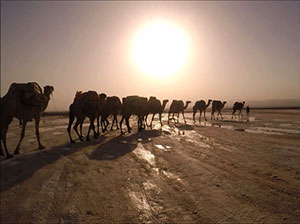 Etiopia: trasporto sale su dromedari (Foto Riccardo Magnani)