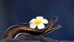 Animali e uomini e loro rapporti ideali. Di Geoffrey Hodson
